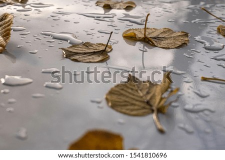 Similar – Image, Stock Photo bonnet decoration