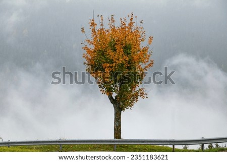 Autumn Colors in the Belluno Provence Photo, Autumn Season Italian Dolomites, Belluno Veneto, Italy