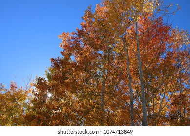 Autumn Colors In Big Bear Lake, CA, USA