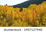 Autumn colors in Bosque del Oso State Wildlife Area in Colorado