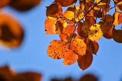 Dry Leaves Of Oak And Beech On The Branch. Dried Leaves On The