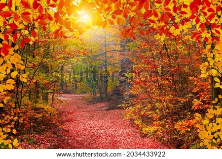 Autumn colors bring the forest to life. Autumn landscape in the deep forest. Autumn view on a sunny day. Beautiful colors of jungle. autumn  background concept. Bolu, Turkey.