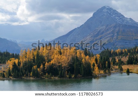 The Autumn colors in the Canadian Rockies in lakes, rivers, valleys, waterfalls and surrounding mountains. A group of horse riders enjoying a day out on a sunny autumn day along aspen grove. 