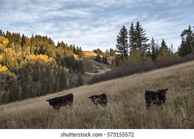 Autumn Colors Cypress Hills Canada Interprovincial Park