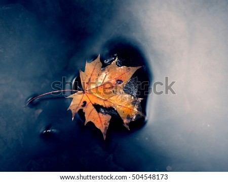 Similar – Image, Stock Photo leaf Nature Plant Autumn