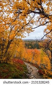 Autumn Colors In Finnish Lapland