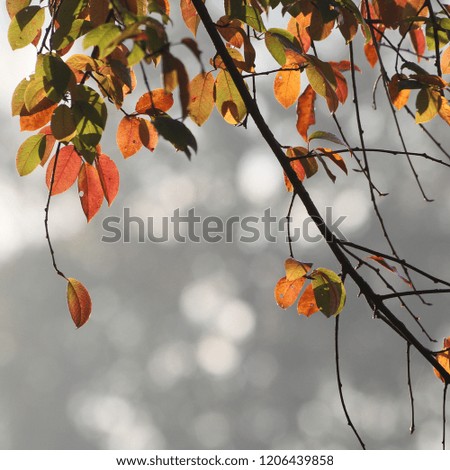 Similar – Autumn Nature Sky Bushes