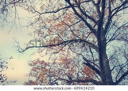 Similar – Image, Stock Photo branch Tree Strong Branch