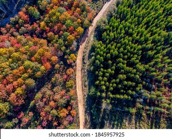 Autumn colors in a forest of Galicia in Spain,aerial view with drone