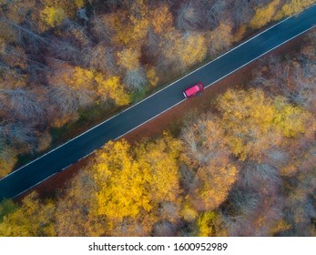 Autumn colors in a forest. In the picture we can see a car in the middle of a colorful forest. 