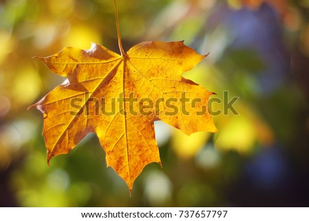 Autumn colors. Autumn leaves in autumn colors and bokeh lights. Fall.