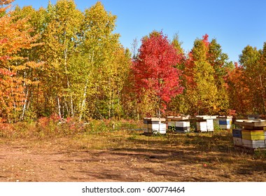 Colors of autumn 94