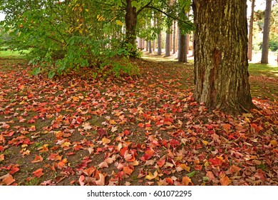 Colours of autumn 94