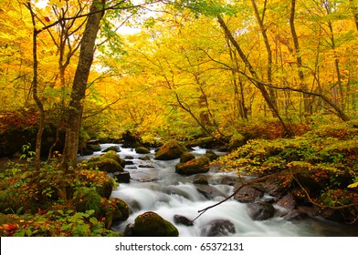Autumn Colors of Oirase River, located at Aomori Prefecture Japan - Powered by Shutterstock
