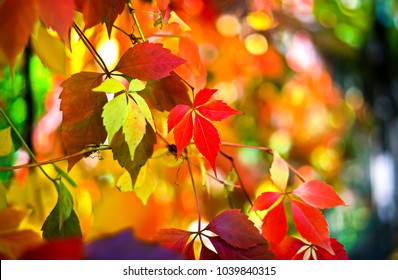 Autumn Colors. Orange Colouring Of Beauty Fall Landscape In Park