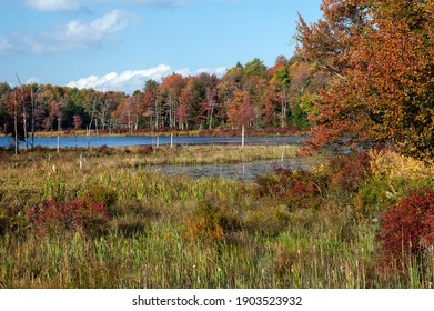 Autumn Colors Paint The Ice Pond At Gouldsboro State Park In Pennsylvania