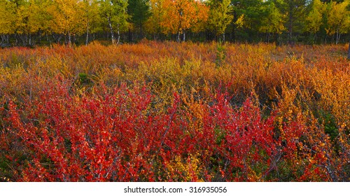 Autumn Colors (ruska), Finnish Lapland