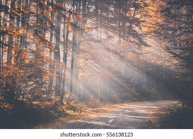 Autumn colors and sun rays shining through the trees