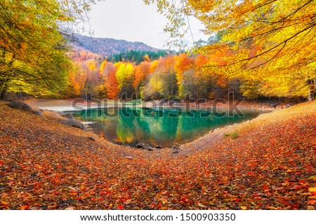 Autumn colors. Autumn time. Colorful fallen leaves in the lake. Magnificent landscape. Yedigoller National Park. Bolu, Istanbul, Turkey.