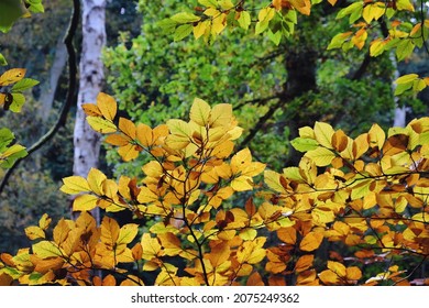 Autumn Colour In Beech Woodland, Chantry Woods, Guildford, Surrey, UK