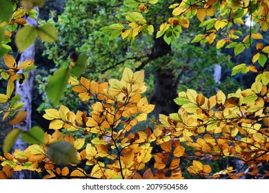 Autumn Colour In Beech Woodland, Chantry Woods, Guildford, Surrey, UK