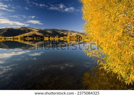 Autumn colour in the lakeside trees at Wairepo Arm, Twizel, South Island, New Zealand