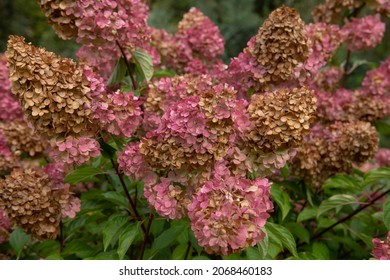 Autumn Colour on the Fading from Pink to Brown Flower Heads on a Paniculate Hydrangea Shrub (Hydrangea paniculata 'Vanilla Fraise') Growing in a Woodland Garden in Rural Devon, England, UK - Powered by Shutterstock