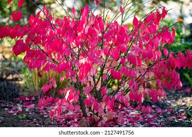 Autumn Coloured Leaves and Bright Rose Pink Fruit on a Deciduous Spindle Tree Euonymus europaeus 'Red Cascade' 