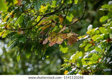 Autumn coloured oak laves on a tree