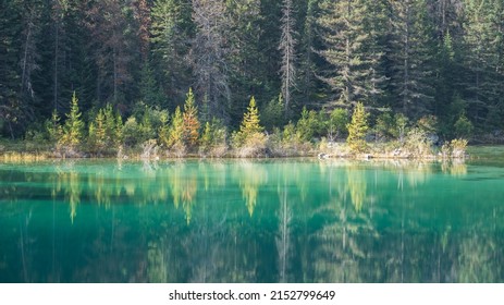 Autumn coloured trees reflected in pristine greenish alpine lake, wide, Jasper NP, Canada