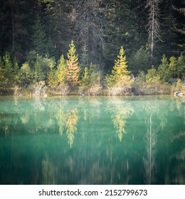 Autumn coloured trees reflected in pristine greenish alpine lake, Jasper National Park, Canada