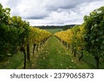 Autumn coloured wine ranks at vineyard in Launceston, Tasmania, Australia