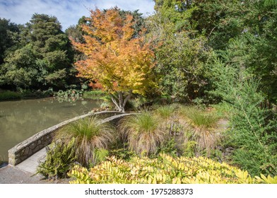 Autumn Colours In Christchurch Gardens