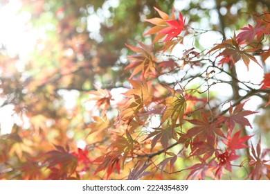 The autumn colours of the Japanese maple 'Shojo-shidare' tree.  - Shutterstock ID 2224354839