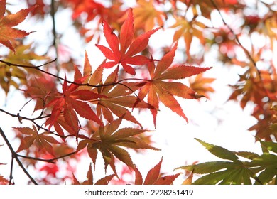 The autumn colours of the Japanese maple 'Shojo-shidare' tree.  - Shutterstock ID 2228251419