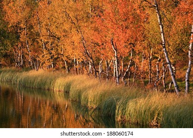 Autumn Colours At A Lake In Lapland, Norway