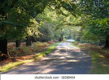 Autumn Colours, New Forest National Park, Hamshire