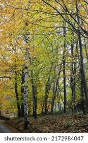 Autumn Colours In Sevenoaks, Kent