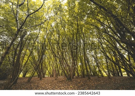 Similar – Image, Stock Photo Autumn colours in Sint-Baafskouter park in Ghent, Flanders region, Belgium. Belgian landscape in November. Red-orange-yellow leaves. Romantic and idyllic scenery