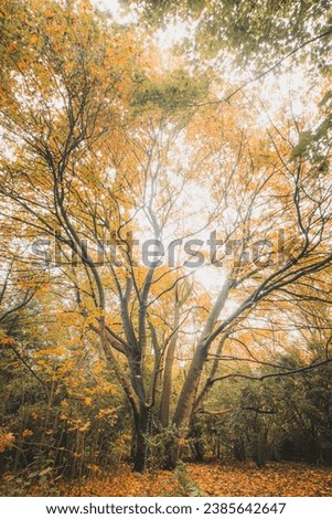 Similar – Image, Stock Photo Autumn colours in Sint-Baafskouter park in Ghent, Flanders region, Belgium. Belgian landscape in November. Red-orange-yellow leaves. Romantic and idyllic scenery