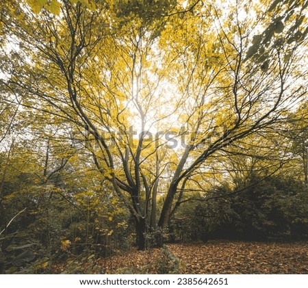 Similar – Image, Stock Photo Autumn colours in Sint-Baafskouter park in Ghent, Flanders region, Belgium. Belgian landscape in November. Red-orange-yellow leaves. Romantic and idyllic scenery