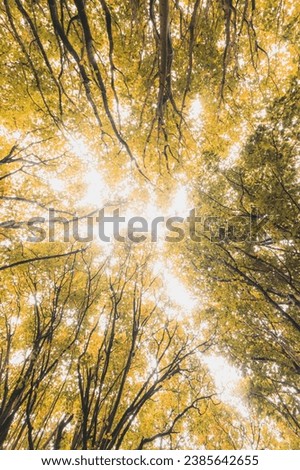 Similar – Image, Stock Photo Autumn colours in Sint-Baafskouter park in Ghent, Flanders region, Belgium. Belgian landscape in November. Red-orange-yellow leaves. Romantic and idyllic scenery
