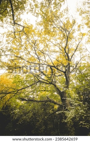 Similar – Image, Stock Photo Autumn colours in Sint-Baafskouter park in Ghent, Flanders region, Belgium. Belgian landscape in November. Red-orange-yellow leaves. Romantic and idyllic scenery