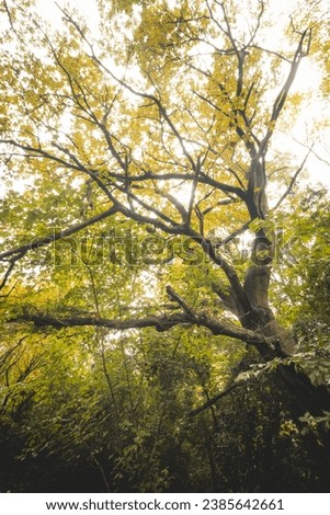 Similar – Image, Stock Photo Autumn colours in Sint-Baafskouter park in Ghent, Flanders region, Belgium. Belgian landscape in November. Red-orange-yellow leaves. Romantic and idyllic scenery