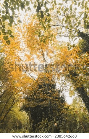 Similar – Image, Stock Photo Autumn colours in Sint-Baafskouter park in Ghent, Flanders region, Belgium. Belgian landscape in November. Red-orange-yellow leaves. Romantic and idyllic scenery