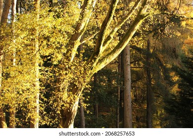 Autumn Colours In The South Wales Valleys