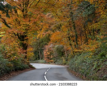 Autumn Colours From Trees Lining The Winding Road In North Devon, England. No People Or Cars.