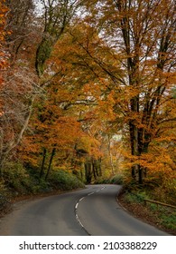 Autumn Colours From Trees Lining The Winding Road In North Devon, England. No People Or Cars.