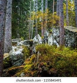 The Autumn Colours In The Woods At The Hermitage Near Dunkeld In Perthshire