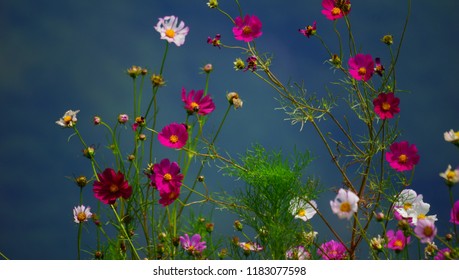 Autumn Common Cosmos